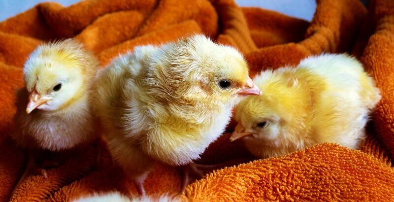 cute-chicks_compressed